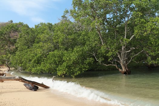 Mangrove trees on sand bottom during low tide at Kuta, Lombok, Indonesia.