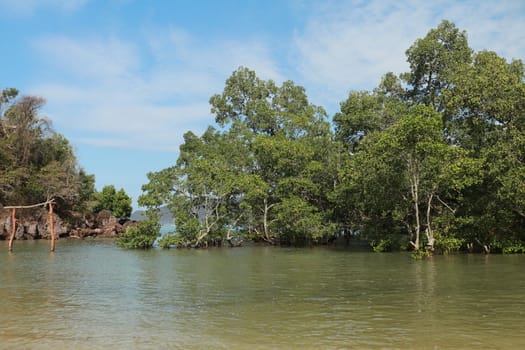 Mangrove trees on sand bottom during low tide at Kuta, Lombok, Indonesia.