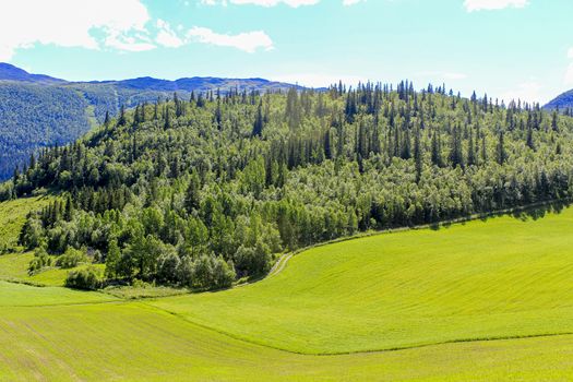 Beautiful Norwegian landscape with trees firs mountains and rocks. Norway Nature.