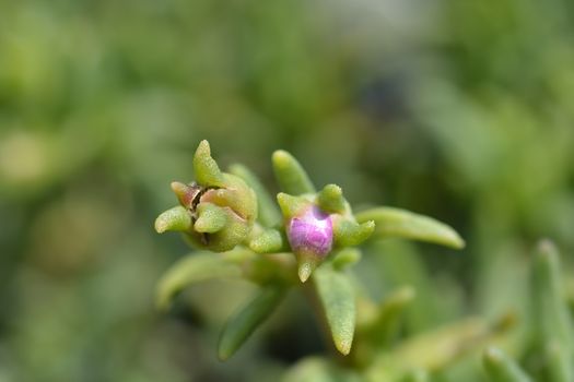 Trailing Iceplant flower buds - Latin name - Delosperma cooperi