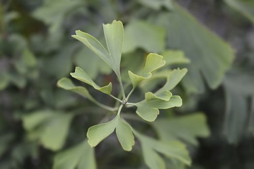 Ginkgo Fastigiata leaves - Latin name - Ginkgo biloba Fastigiata