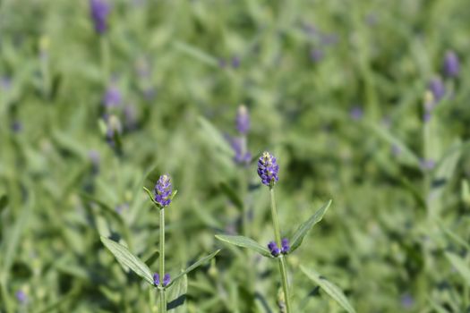 Common lavender leaves - Latin name - Lavandula angustifolia (Lavandula officinalis)