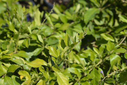 Golden Dewdrop branch - Latin name - Duranta erecta