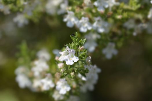 Mountain savory - Latin name - Satureja montana