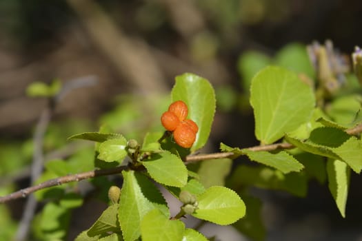 Crossberry fruit - Latin name - Grewia similis