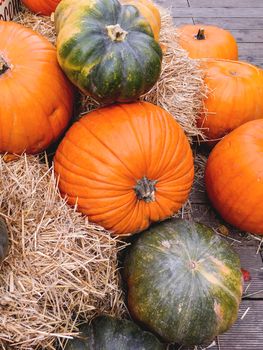 Bright orange pumpkins on straw. Autumn crop. Fall season background with colorful vegetables.