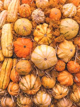 Bright orange and yellow pumpkins on straw. Autumn crop. Fall season background with colorful vegetables.