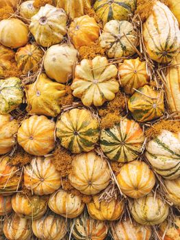 Bright orange and yellow pumpkins on straw. Autumn crop. Fall season background with colorful vegetables.