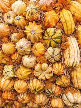 Bright orange and yellow pumpkins on straw. Autumn crop. Fall season background with colorful vegetables.