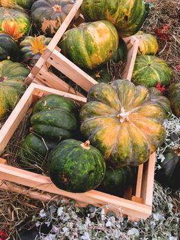 Bright orange and green pumpkins on straw. Autumn crop. Fall season background with colorful vegetables.