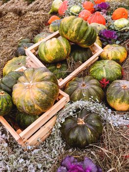 Bright orange and green pumpkins on straw. Autumn crop. Fall season background with colorful vegetables.