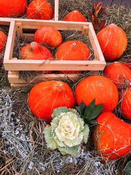 Bright orange and green pumpkins on straw. Autumn crop. Fall season background with colorful vegetables.