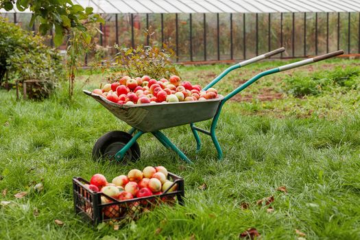 Autumn harvest - wheelbarrow and crate full of apples. Agricultural work at countryside - picking fruits and vegetables at fall season. Apple picking.