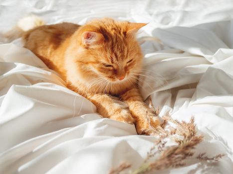 Cute ginger cat plays with dried grass on crumpled bed. Morning bedtime with playful pet. Fluffy domestic animal on white bed sheet. Cozy home.