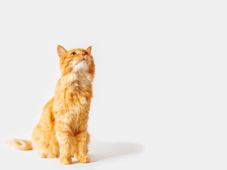 Cute ginger cat sits and stares on something. Fluffy curious pet. Fuzzy domestic animal on white background with copy space.