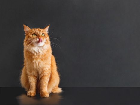 Cute ginger cat with awesome expression on face posing like lion. Fluffy pet licks its lips. Black background with copy space.