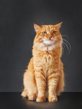 Cute ginger cat with awesome expression on face posing like lion on black background. Symbol of your inner self.