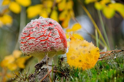 Red wild fly agaric in the grass. Red poisonous Amanita Muscaria fungus in natural environment.