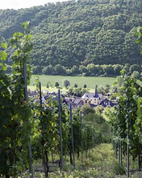 vines and village of Pommern near river mosel in german eifel under blue sky in summer