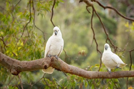 Happy sulphur-crested cockatoos play on a tree branch in the beautiful Australian bush