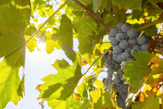 Blue grapes at autumn in the sunshine, with yellowing leaves.