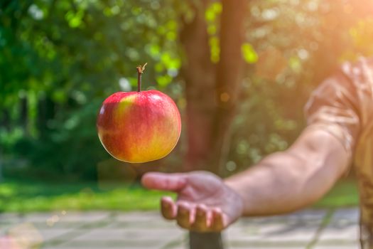 The gardener throws a ripe and juicy apple flying in the rays of the summer sun