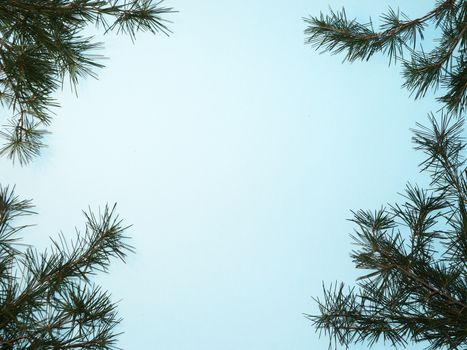 coniferous branches on a New Year's blue background, copy space.