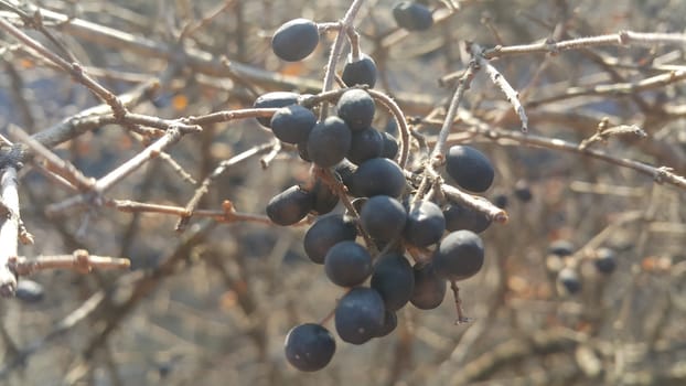 Closeup view of Black mountain ash berries: A selective focus view
