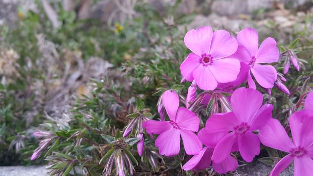Close up view of several pink flowers with pink petals in spring season. A flower background for text and love messages