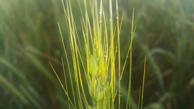 Closeup view of barley spikelets or rye in barley field. Green dried barley focused in large agricultural rural wheat field.