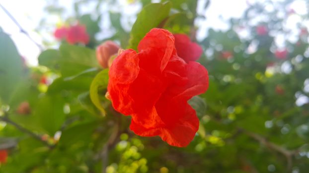 Closeup with selective focus on red flower with stamens and green leaves in background