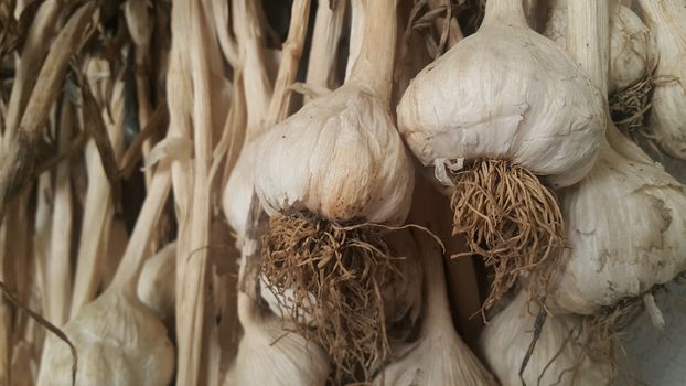 Garlic is aromatic and flavorful herb for consumption and use in spices and for medicinal purposes. Close-up view of dry garlic bulbs background.