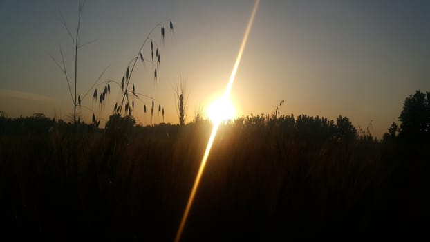 Beautiful scene with waving wild grass on a sunset in the background in the evening time. Shot with shiny white sun lens flare