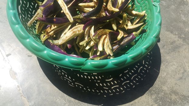 Closeup view of long slices of frsh brinjals placed in a green plastic basket over a grey concrete floor. Slices brinjals ready to be cooked for tradition home made dish