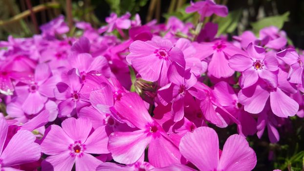 Close up view of several pink flowers with pink petals in spring season. A flower background for text and love messages