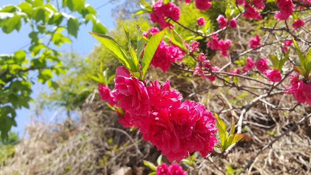 Close up view of several pink flowers with pink petals in spring season. A flower background for text and love messages
