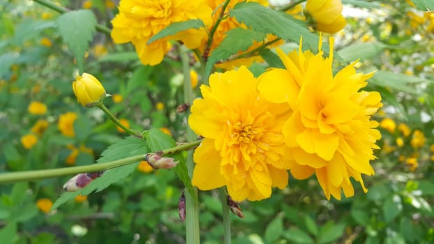 Closeup view of lovely yellow flower against a green leaves blurred background. This flower is found in South Korea.