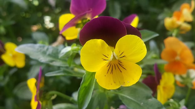 Closeup view of colorful flowers with green leaves in the background in spring season