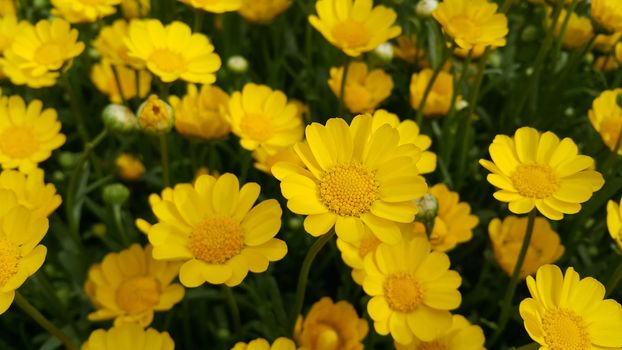 Closeup view of lovely yellow flower against a green leaves blurred background. This flower is found in South Korea.