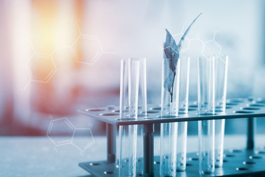 Laboratory research concept. Hearb in test tube with molecular chemical background. Natural organic extraction. Cosmatic or drugs reserch.