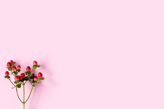 Hypericum perforatum, Red St. John's wort on a pink background, banner, postcard, advertising, homeopathy concept, alternative medicine, red fruit on a branch, background, design, copy space.