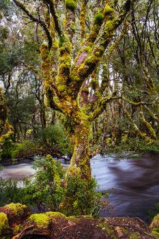 The famous Enchanted Walk and landscape in Cradle Mountain, Tasmania, Australia