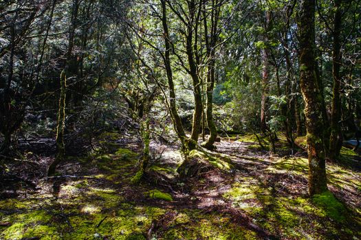 The famous Enchanted Walk and landscape in Cradle Mountain, Tasmania, Australia