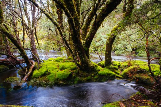 The famous Enchanted Walk and landscape in Cradle Mountain, Tasmania, Australia