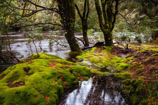 The famous Enchanted Walk and landscape in Cradle Mountain, Tasmania, Australia