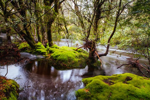 The famous Enchanted Walk and landscape in Cradle Mountain, Tasmania, Australia