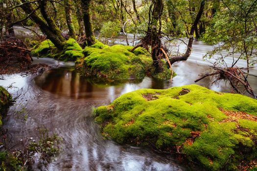 The famous Enchanted Walk and landscape in Cradle Mountain, Tasmania, Australia