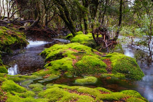 The famous Enchanted Walk and landscape in Cradle Mountain, Tasmania, Australia