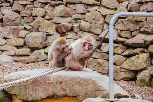 The popular free public zoo in Launceston City Park in Tasmania Australia