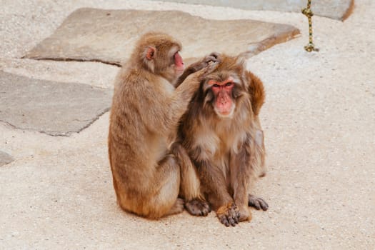The popular free public zoo in Launceston City Park in Tasmania Australia